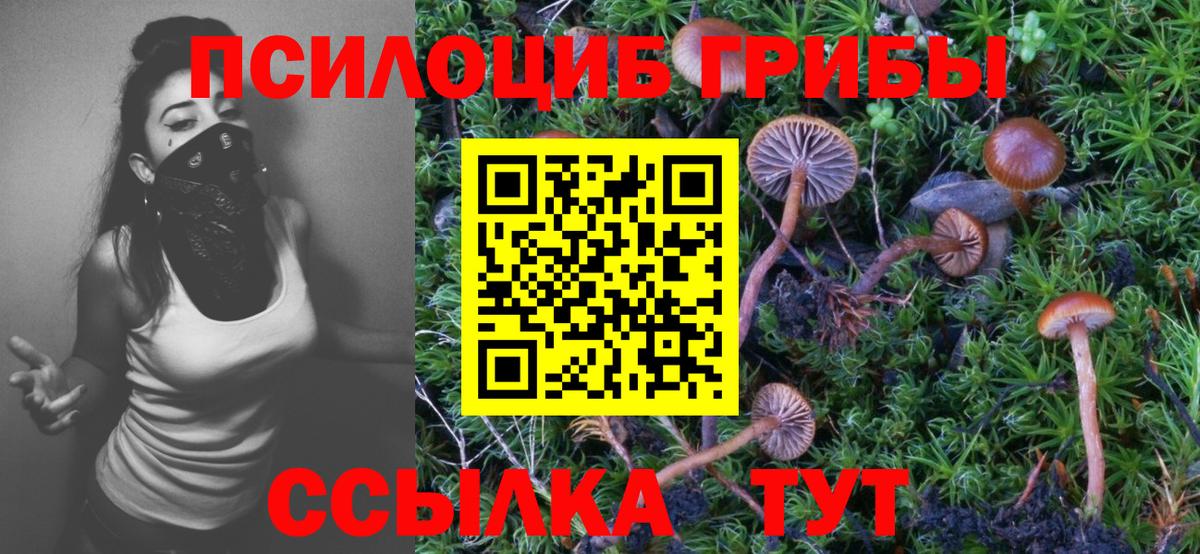 Галлюциногенные грибы Psilocybine cubensis Знаменск